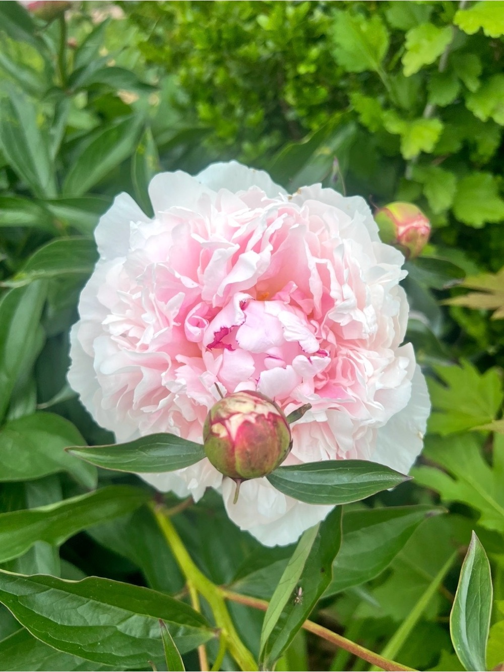 Shirley Temple Peony root division